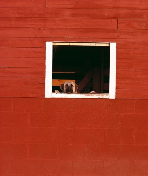 Dog Peeking out Barn Window